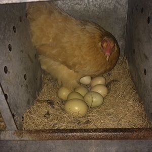 Meet your Posher, Magen